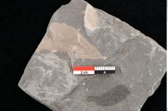 Foto (Detailansicht) von Cunninghamites sternbergii Ettingshausen (NHMW-GEO-2024-0188-10584)
